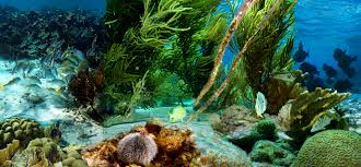 Image for Eco Scuba @ 800-848 Brickell Bay Dr. with ID of: 1081054