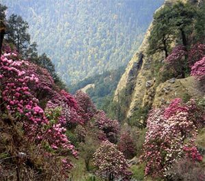 Image for Hotel in Chopta with ID of: 1081521