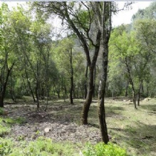Image for Dreher's Patch with ID of: 1082461