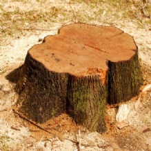 Image for Dreher's Patch with ID of: 1082463