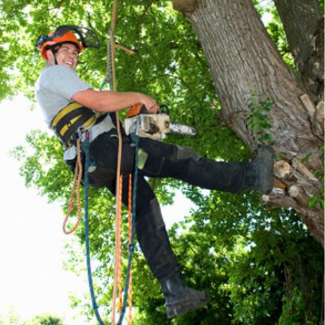 Image for Danville Tree Service with ID of: 1083649
