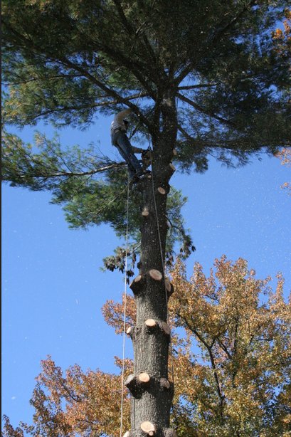 Image for Danville Tree Service with ID of: 1084726