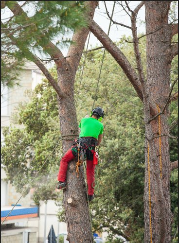 Image for Northeast Tree Pros with ID of: 1086257