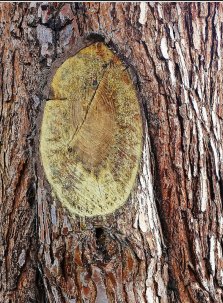 Image for Northeast Tree Pros with ID of: 1086260