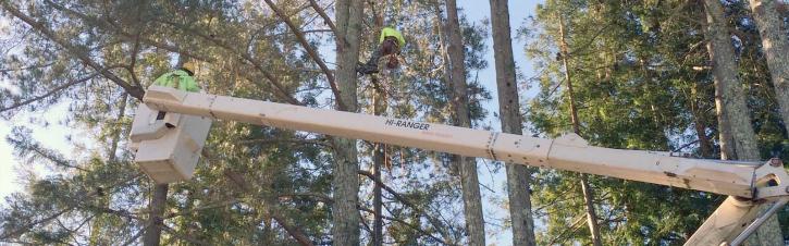 Image for Your Local Santa Rosa Tree Service with ID of: 1086562