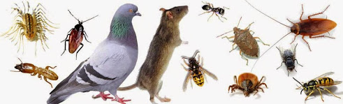 Image for #San Diego pest control with ID of: 1089038