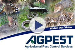 Image for #San Diego pest control with ID of: 1089041