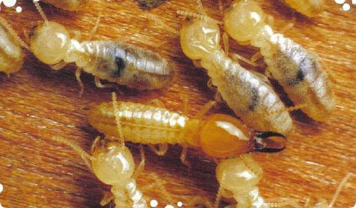 Image for Termites with ID of: 1090454