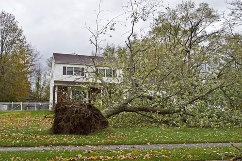 Image for Tree Removal Long Island with ID of: 1090972