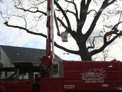 Image for Unlimbited Tree Service Inc. with ID of: 1100780