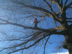 Image for Unlimbited Tree Service Inc. with ID of: 1100782