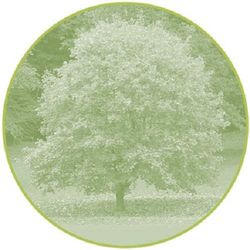 Image for Kerry's Tree Service Inc with ID of: 1103285