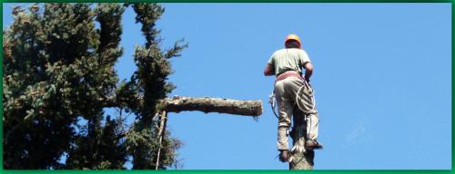 Image for Darryl's Tree Service with ID of: 1104025