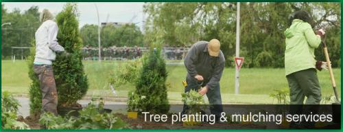 Image for Darryl's Tree Service with ID of: 1104027