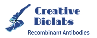 Image for Recombinant Anthrax Antibody/scFv/Fab Fragment with ID of: 1105548