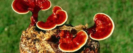 Image for El Ganoderma with ID of: 1107116