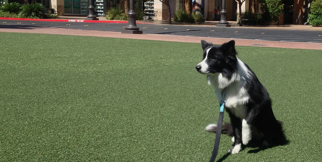 Image for Henderson Dog Trainers with ID of: 1107969
