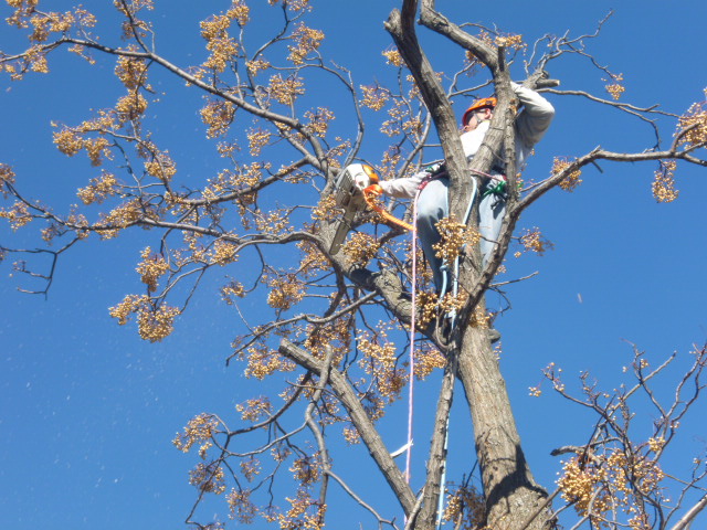 Image for Patriot Tree Service with ID of: 1108338