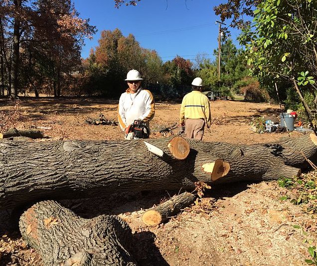 Image for Rafael's Tree Service with ID of: 1111561