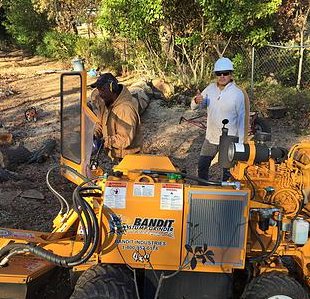 Image for Rafael's Tree Service with ID of: 1111562