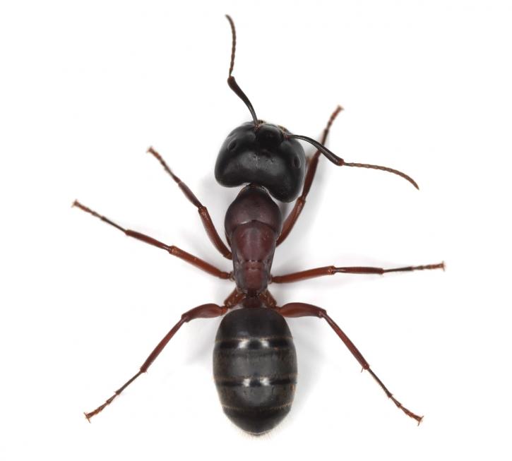 Image for Titan Pest Control with ID of: 1111794