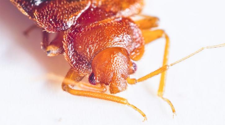 Image for Titan Pest Control with ID of: 1111799