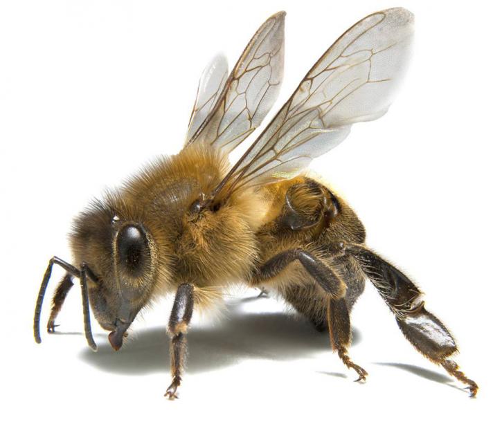 Image for Titan Pest Control with ID of: 1111800