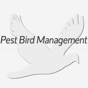 Image for Pest Bird Management with ID of: 1111939