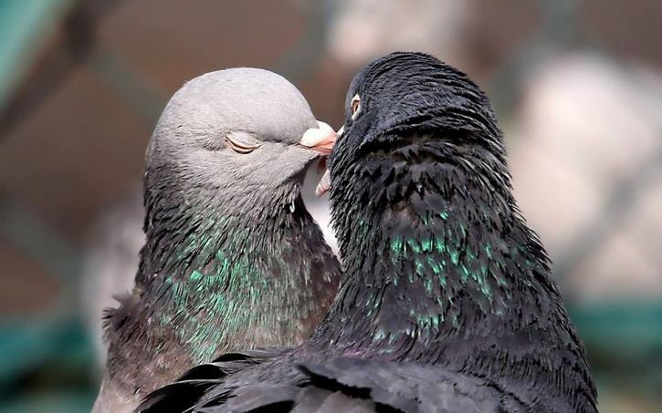 Image for Pest Bird Management with ID of: 1111950