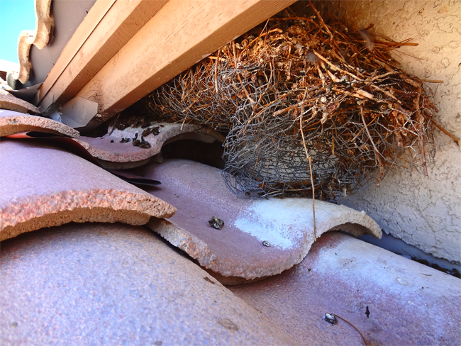 Image for Pest Bird Management with ID of: 1111952
