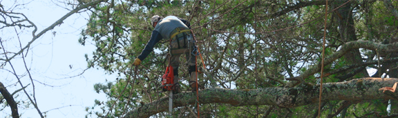 Image for Tree Removal West Columbia SC - Forest and Wildlife Group with ID of: 1112233