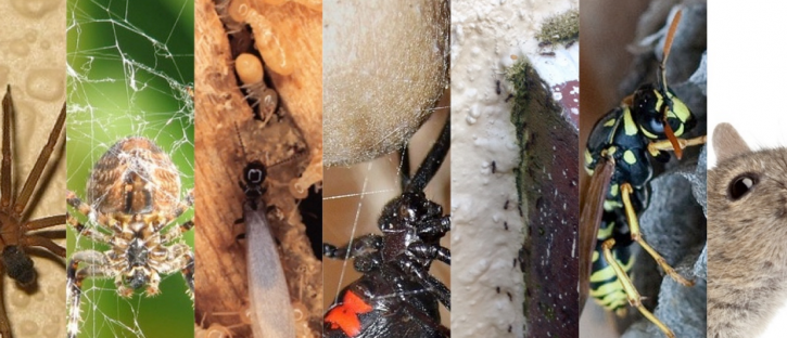 Image for Banish Pest Control with ID of: 1117733