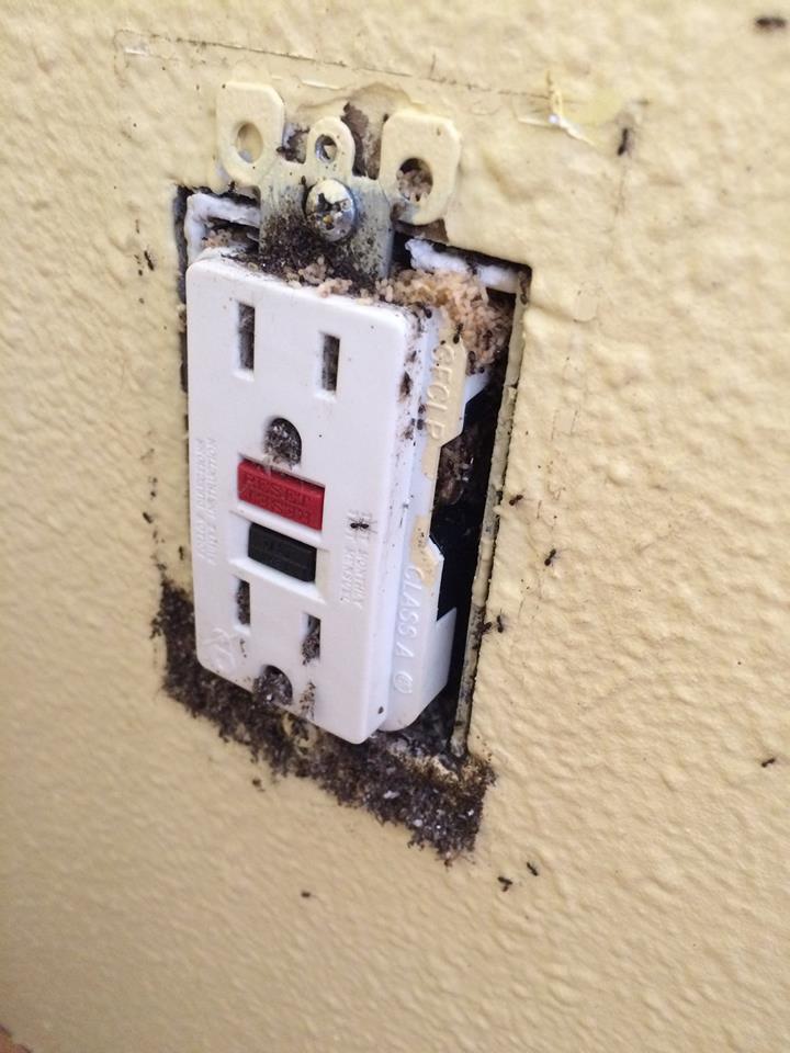 Image for Banish Pest Control with ID of: 1117734