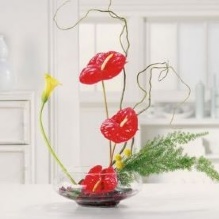 Image for Branson Petal Pushers with ID of: 1119744