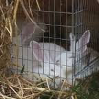Image for Penryn Rabbit Farm with ID of: 1126861