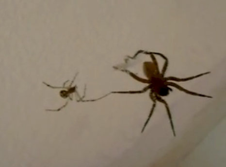 Image for Fencing Spiders with ID of: 112920