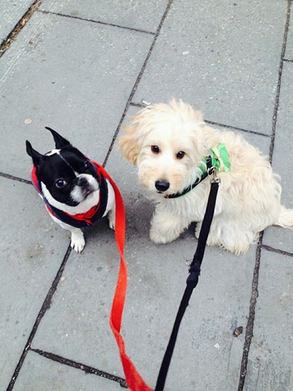 Image for NY Tails with ID of: 1131201
