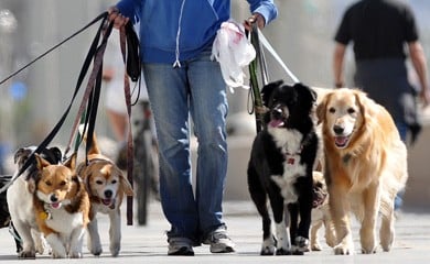 Image for Like Family Pet Sitting with ID of: 1131287