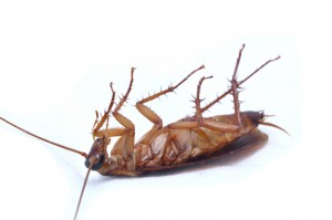 Image for Creepy Critters Pest Control Services, Inc. with ID of: 1133210