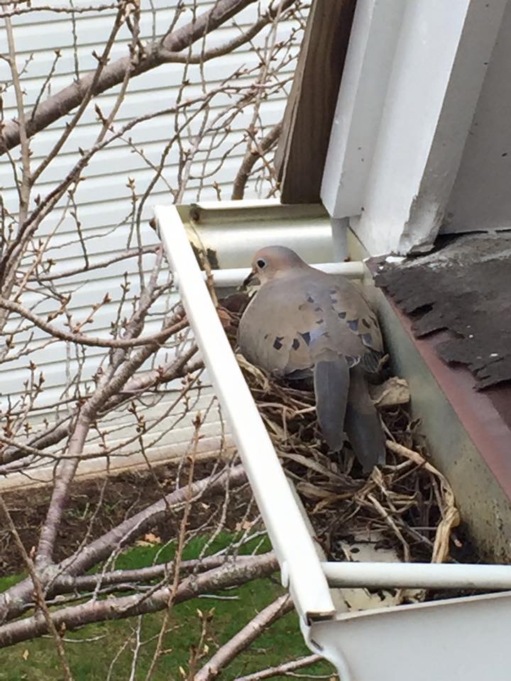 Image for Richmond Animal Removal Services with ID of: 1142480