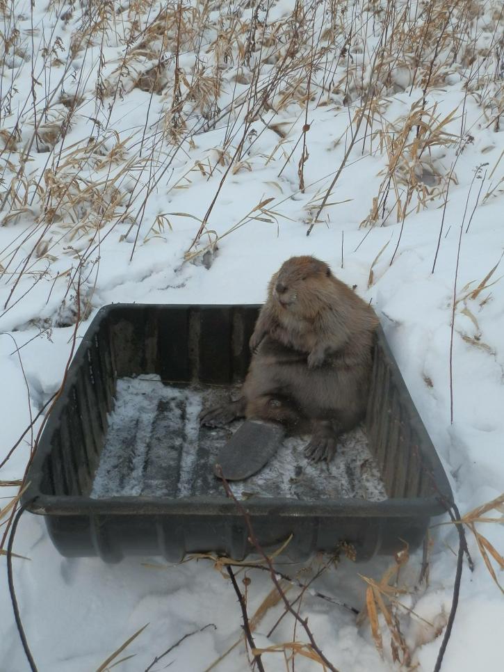 Image for Richmond Animal Removal Services with ID of: 1142481