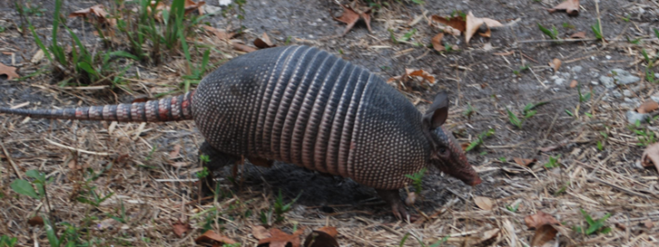 Image for Richmond Animal Removal Services with ID of: 1142483