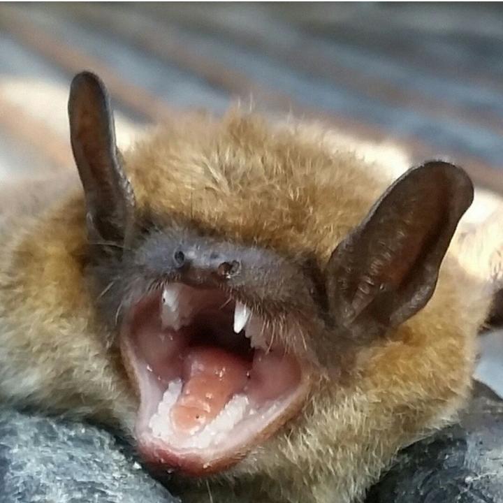 Image for Richmond Animal Removal Services with ID of: 1142484