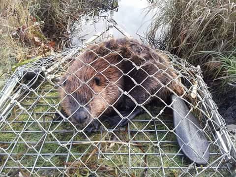 Image for Richmond Animal Removal Services with ID of: 1142485