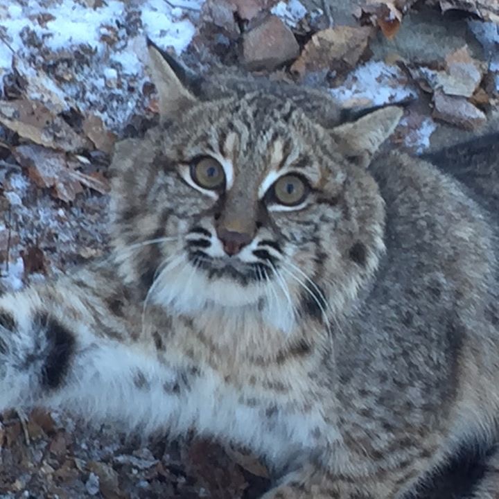 Image for Richmond Animal Removal Services with ID of: 1142486
