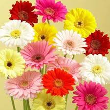 Image for Gerber's Flower with ID of: 1144705