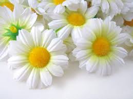 Image for Gerber's Flower with ID of: 1144706