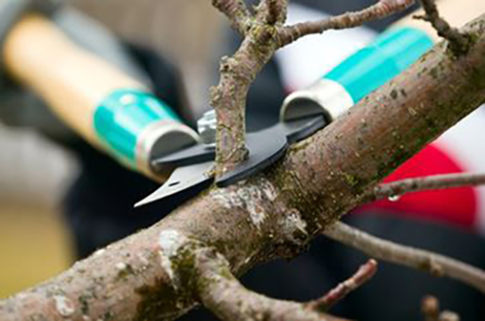 Image for Tree Services Twin Falls with ID of: 1144836