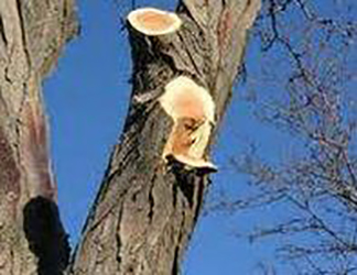 Image for Tree Services Twin Falls with ID of: 1144837