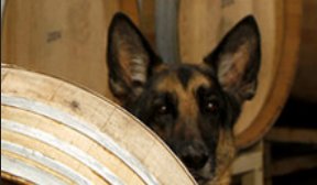 Image for D'Alfonso & Curran Winery with ID of: 1145890